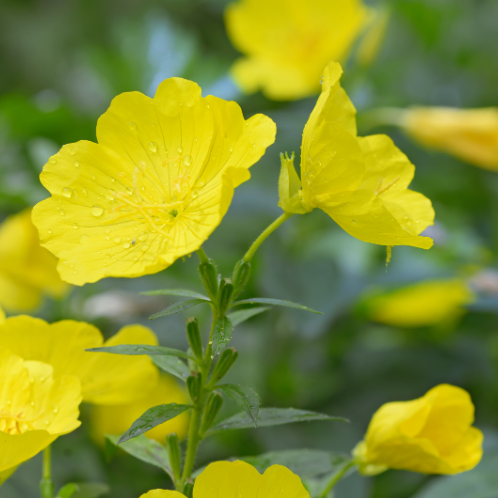 ONAGRE Bio