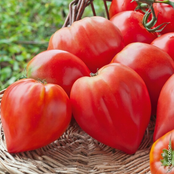 Tomate ancienne - Coeur de Boeuf - 1 plant