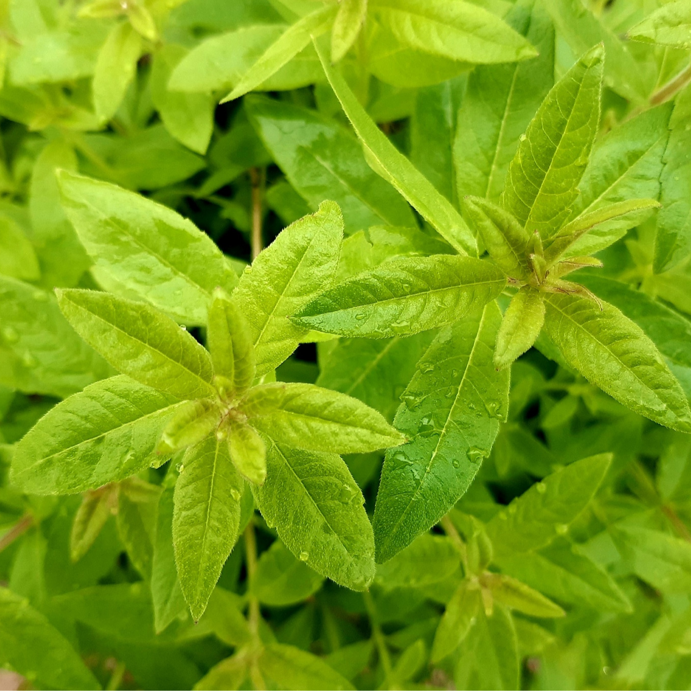 VERVEINE FRAICHE