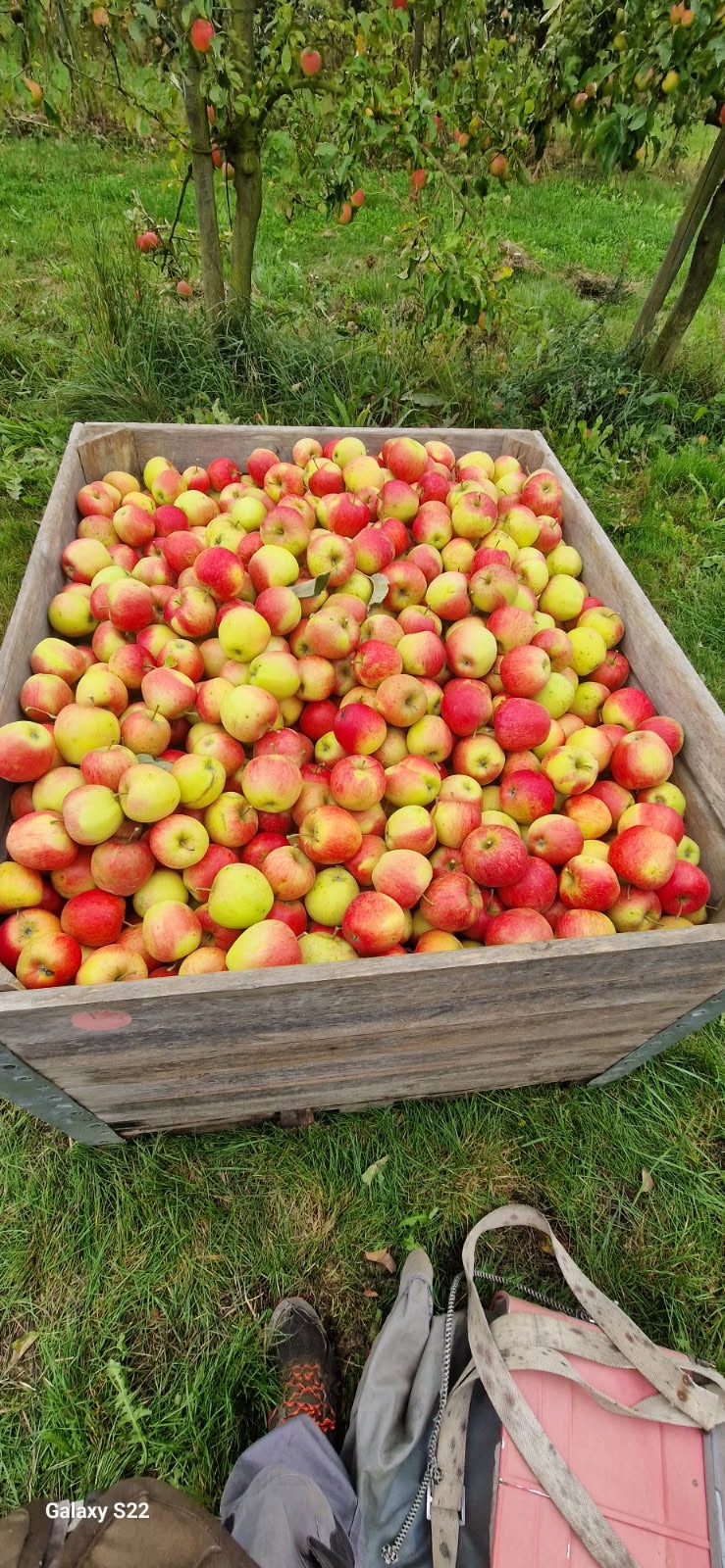 Pomme pinova - 1kg