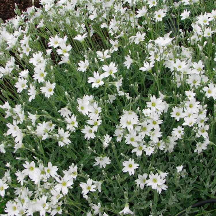 ~ Cerastium tomentosum - Corbeille d'argent - Godet