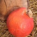 Courge Potimarron orange - 1,25kg