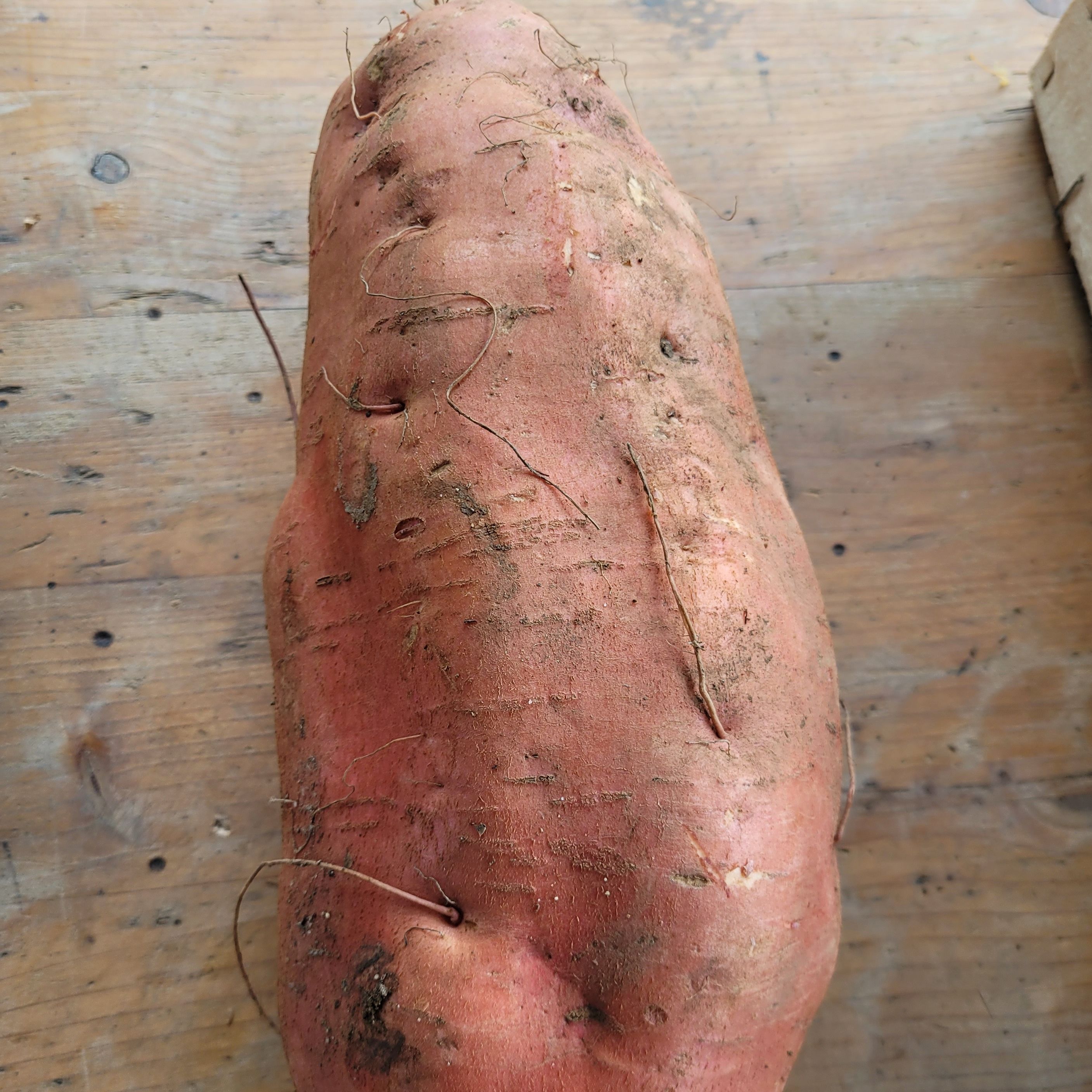 PATATE DOUCE