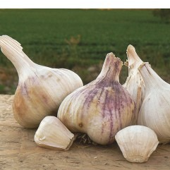 Ail