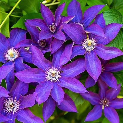 - Clematis "The President" - Pot 60/90