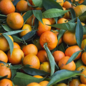 Clémentine Feuille de Corse - 500g