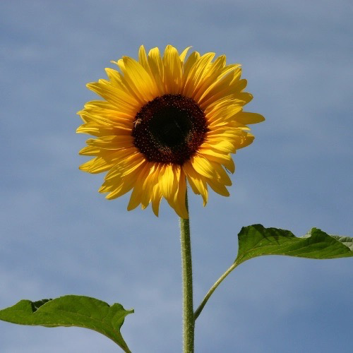 TOURNESOL DES JARDINS (foncé) Bio