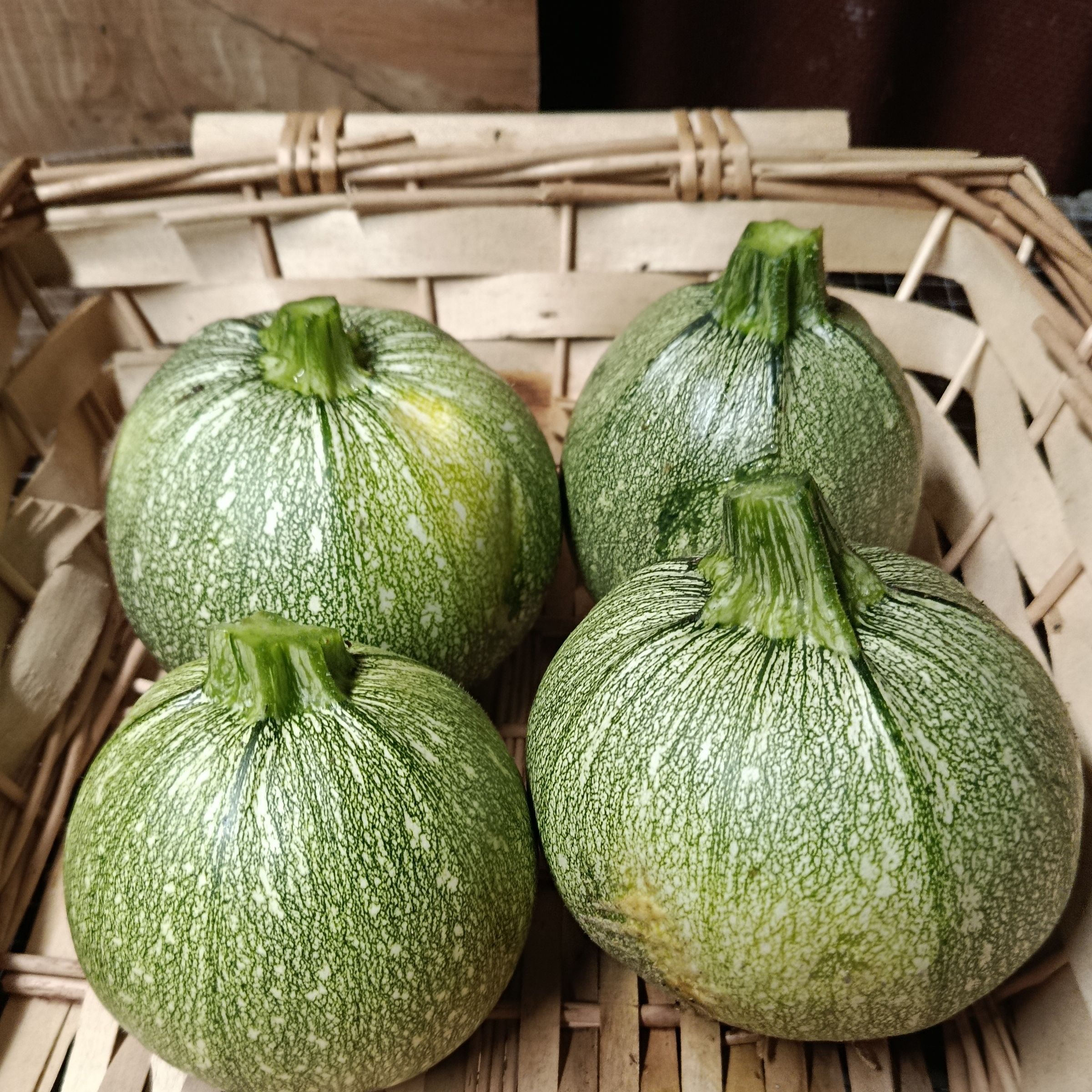 Courgette ronde