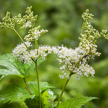 Fleurs de reine des prés (par 20)
