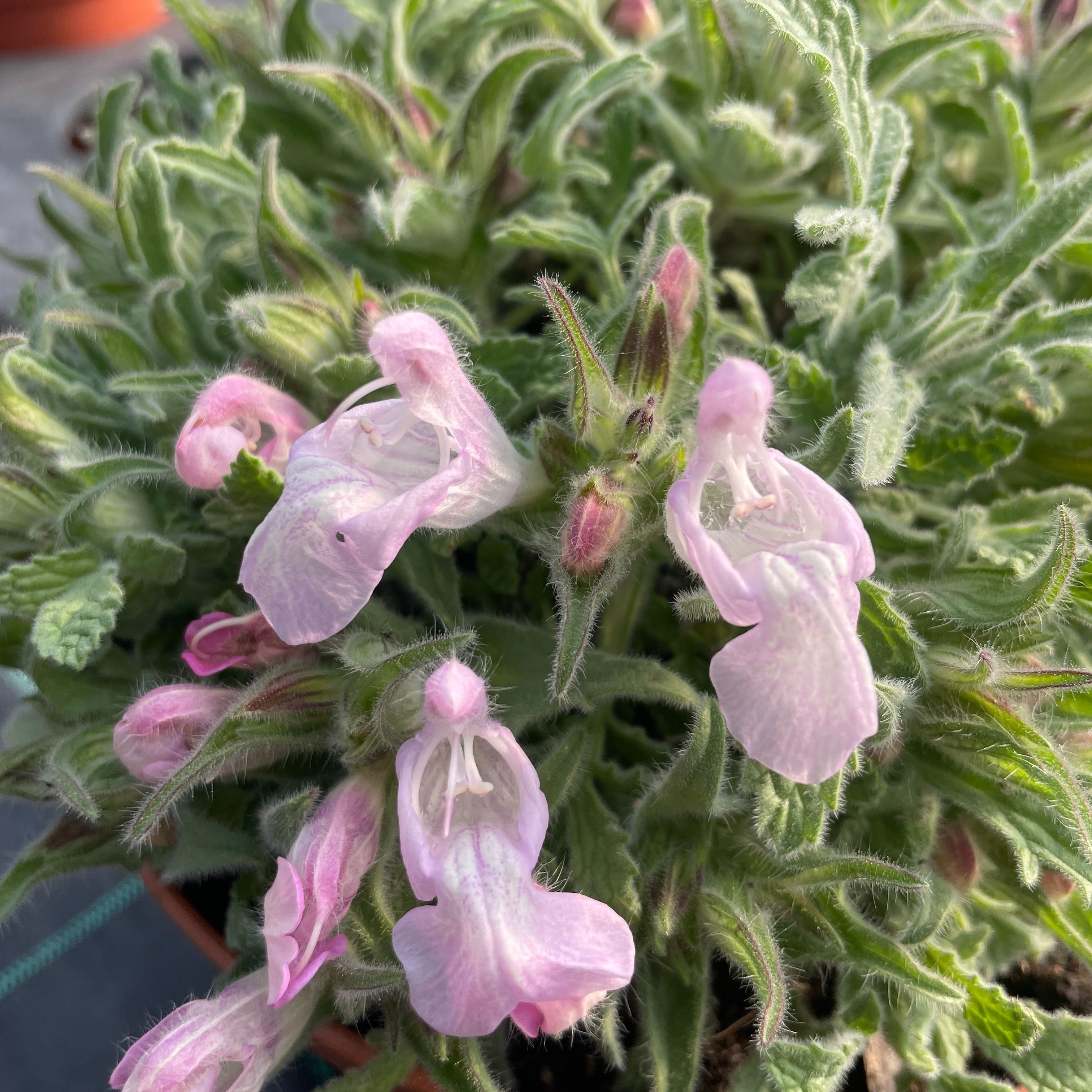 Salvia caespitosa