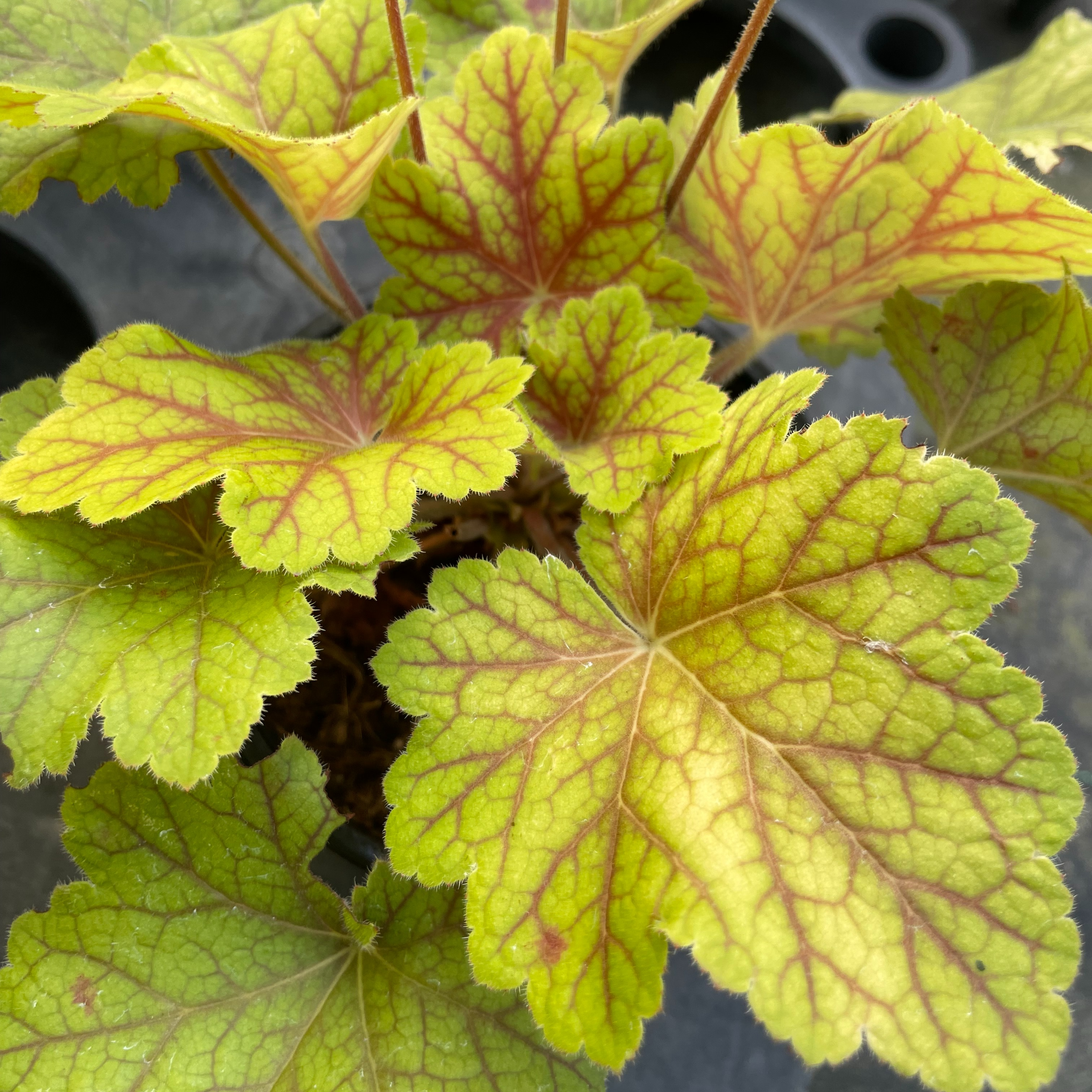 Heuchera 'Electra'