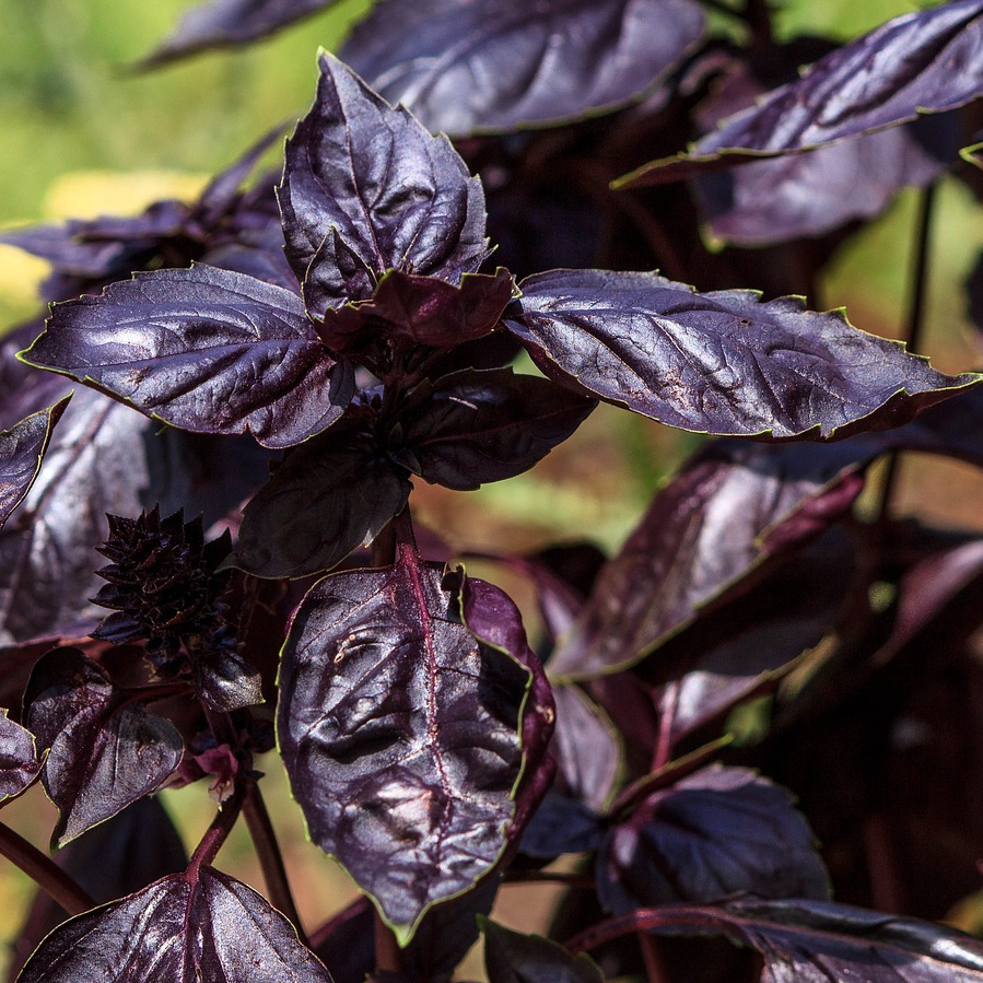 BASILIC POURPRE