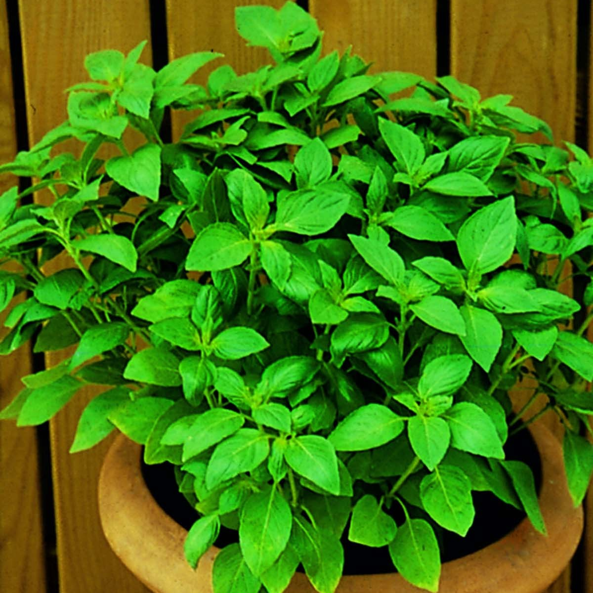BASILIC CITRON