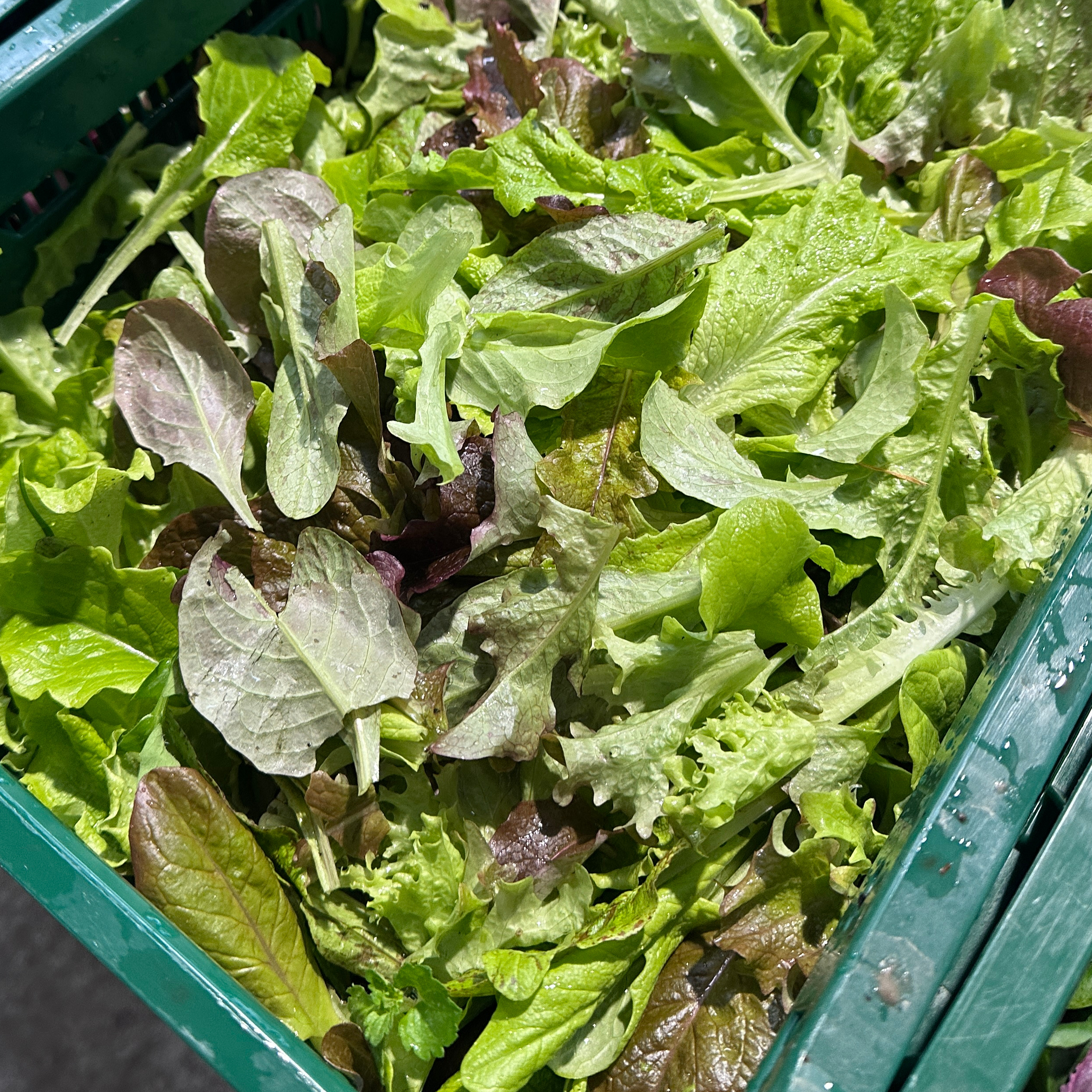 Mesclun "tradition" - Du Jardin