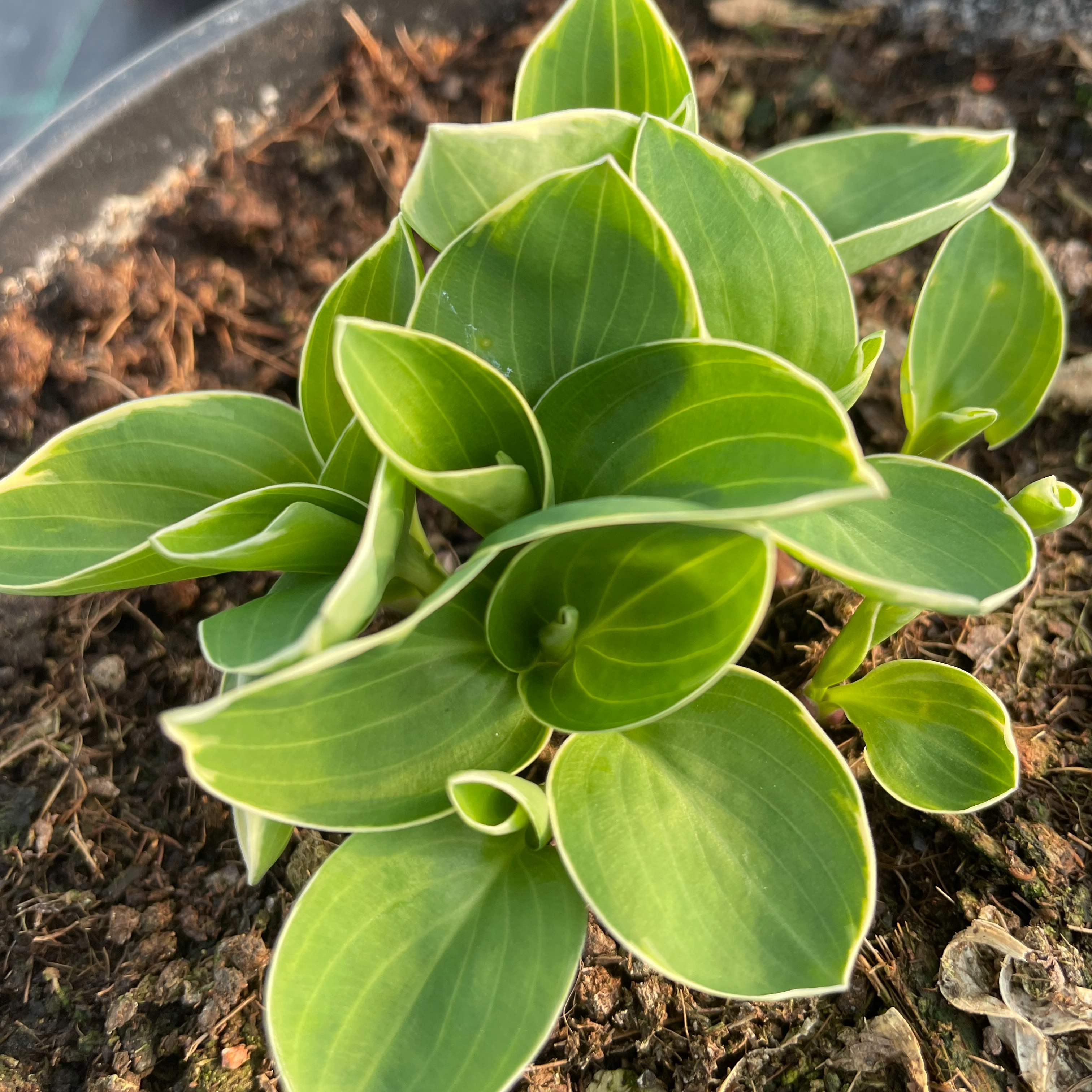 Hosta 'Country Mouse'