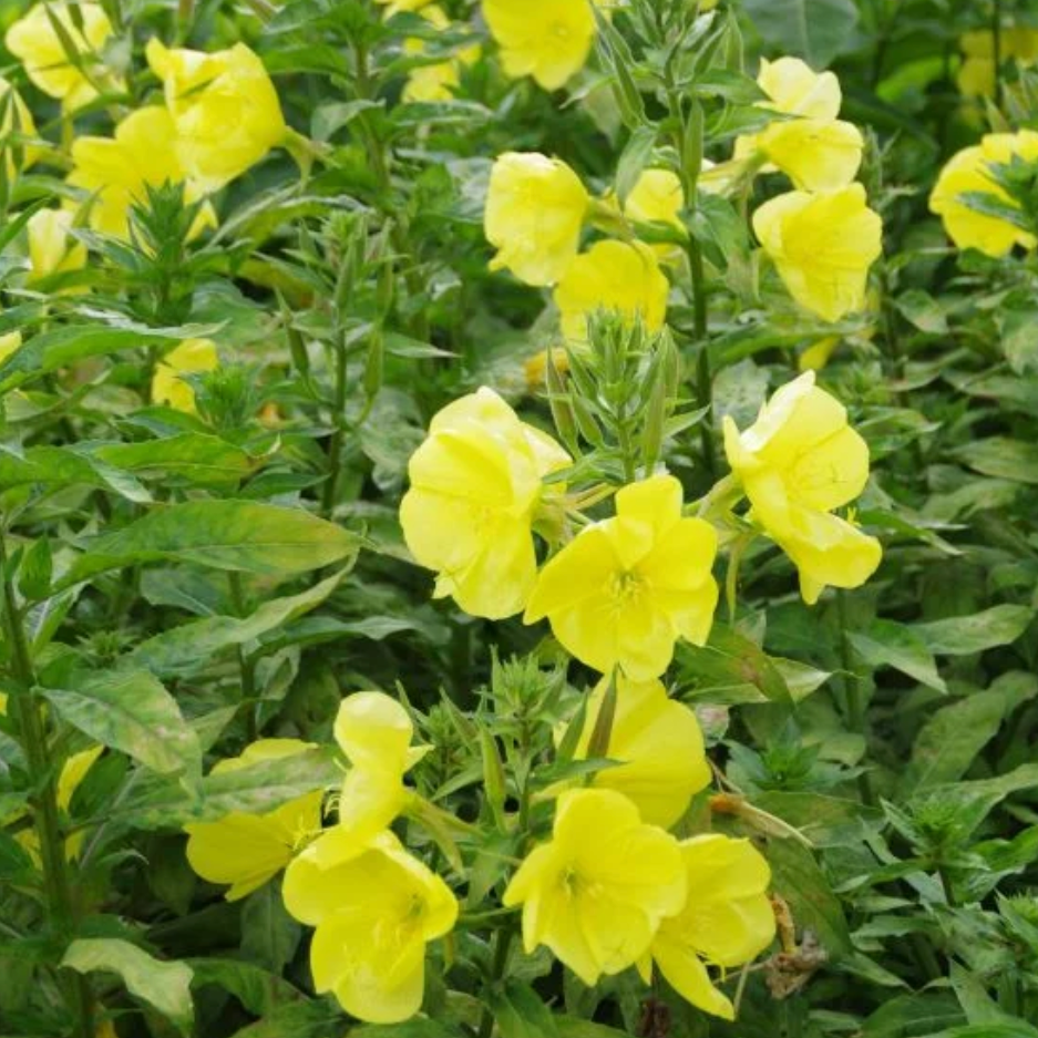 Onagre des jardins Pot 1L