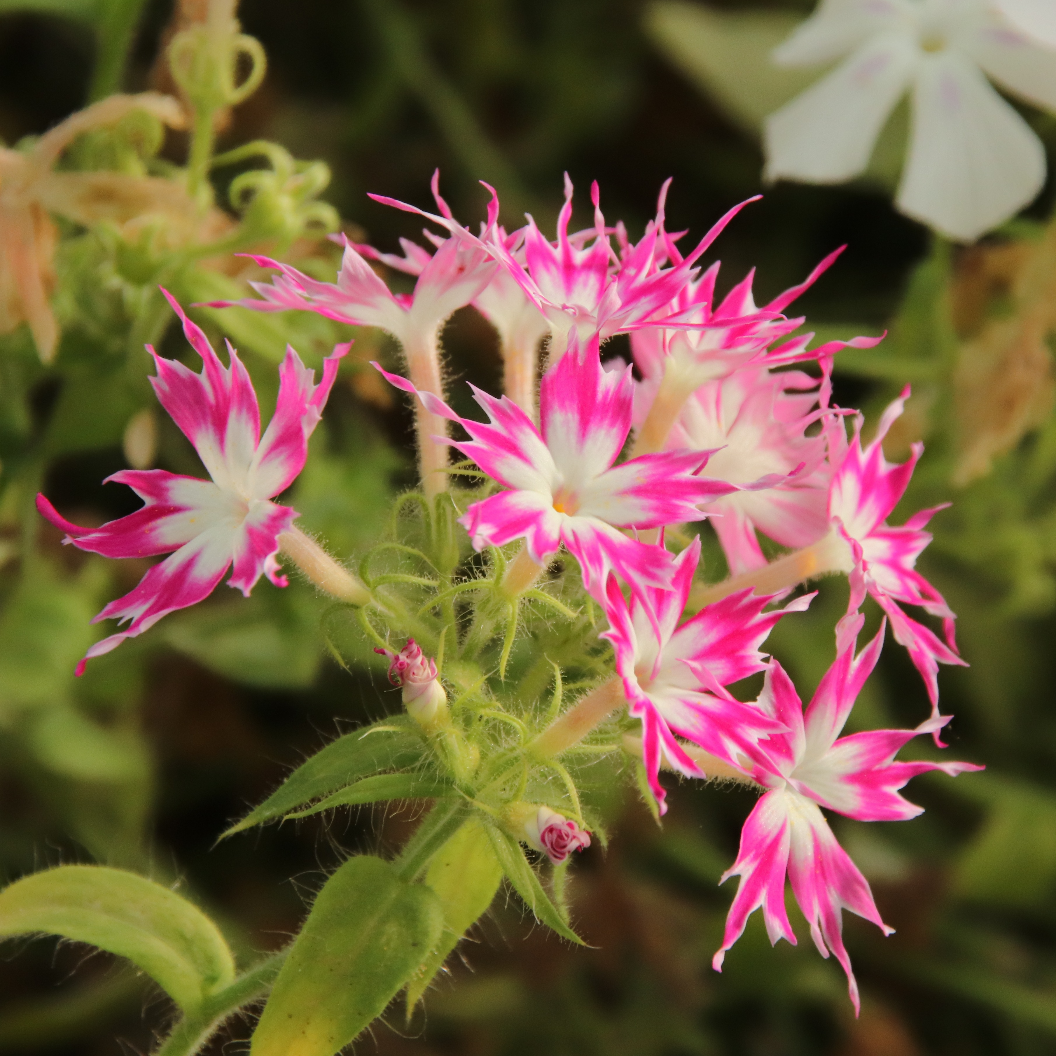 Phlox étoilé