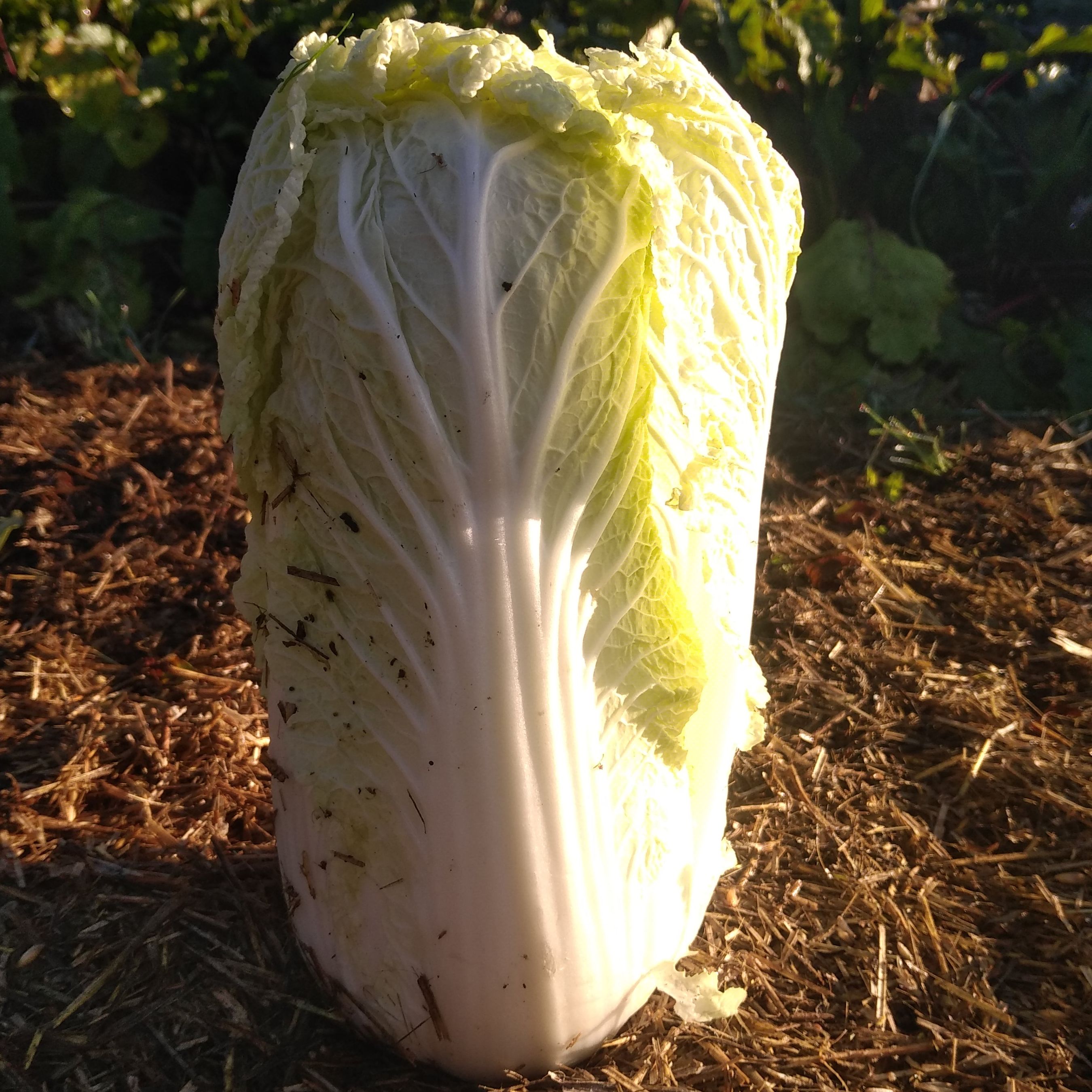 Chou chinois « Petsaï » - 0,8kg