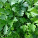 Plant de Persil plat