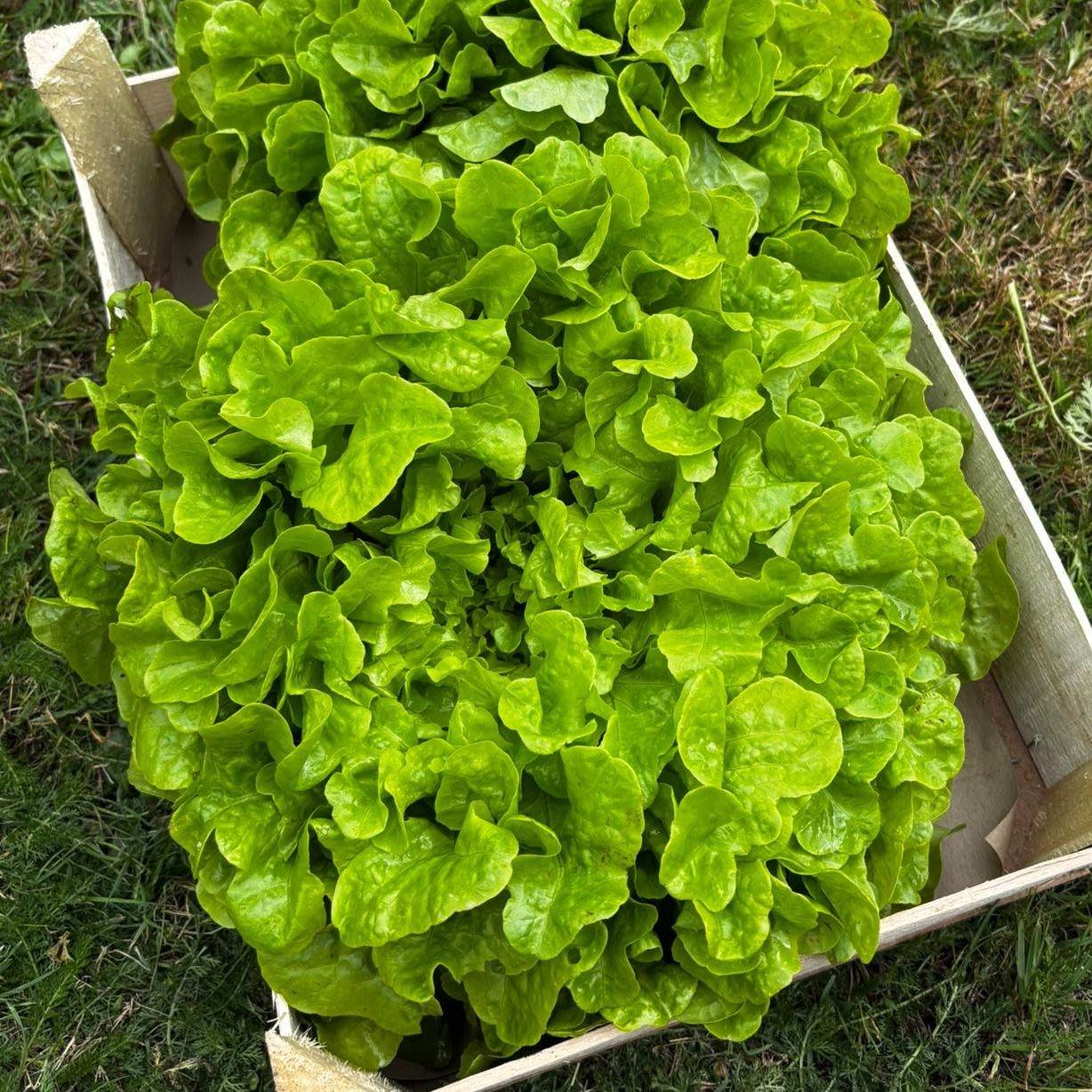 Feuille de chene verte