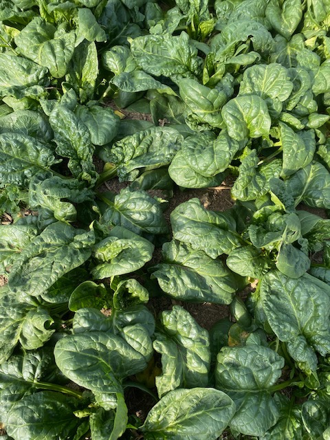 Epinards 500g - 500g