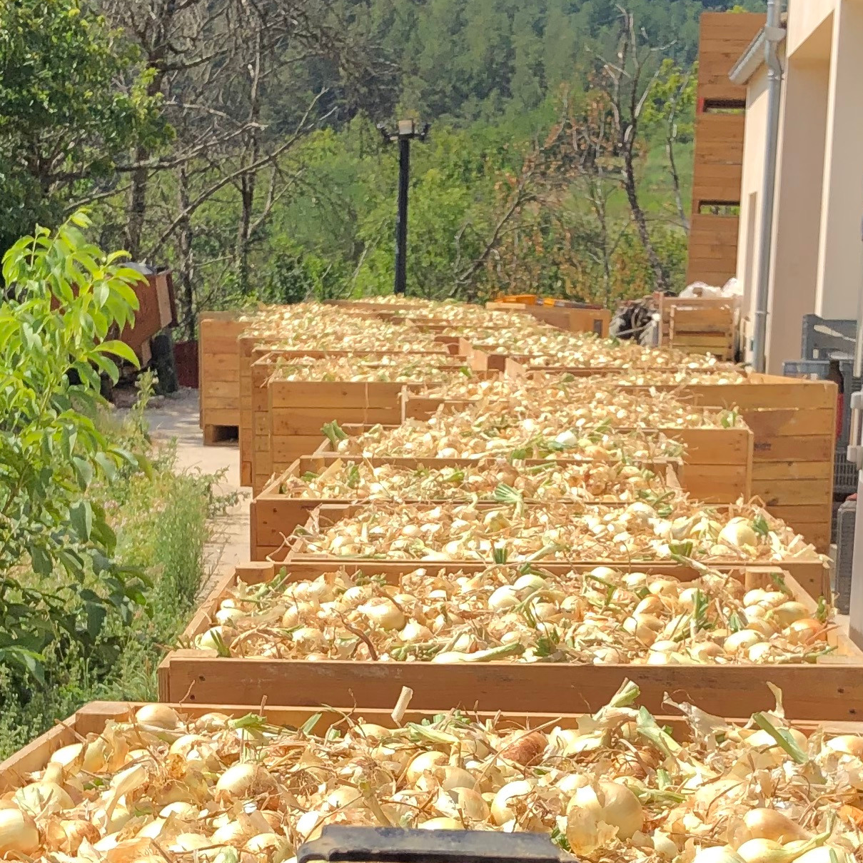 Oignon doux des Cévennes
