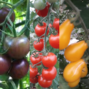 TRIO DE PLANTS de Tomates Cerises