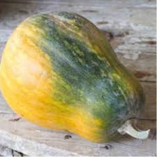 Plant de courge Sucrine du Berry
