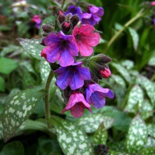 Fleurs de Pulmonaire (par 30 fleurs)