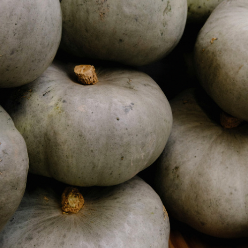 COURGE Bleu de Hongrie Bio