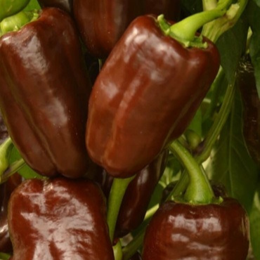 06 POIVRON CHOCOLAT