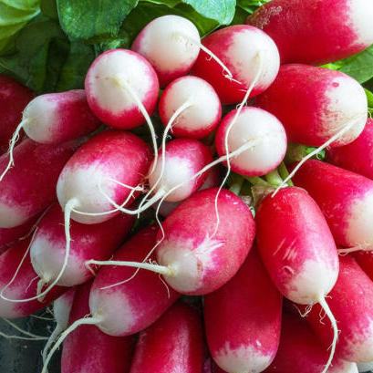 Radis rose long FRANCE