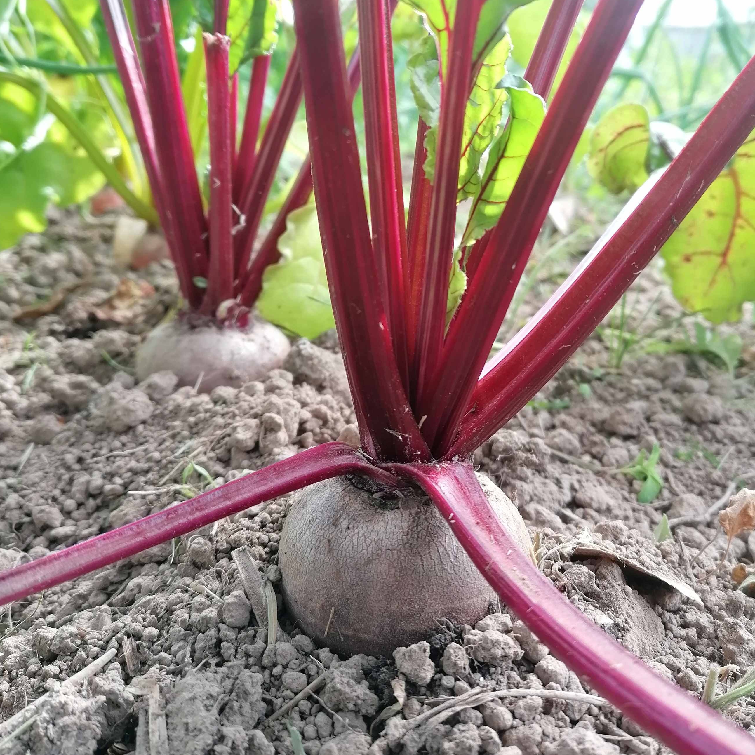 Betteraves rouges - 500g
