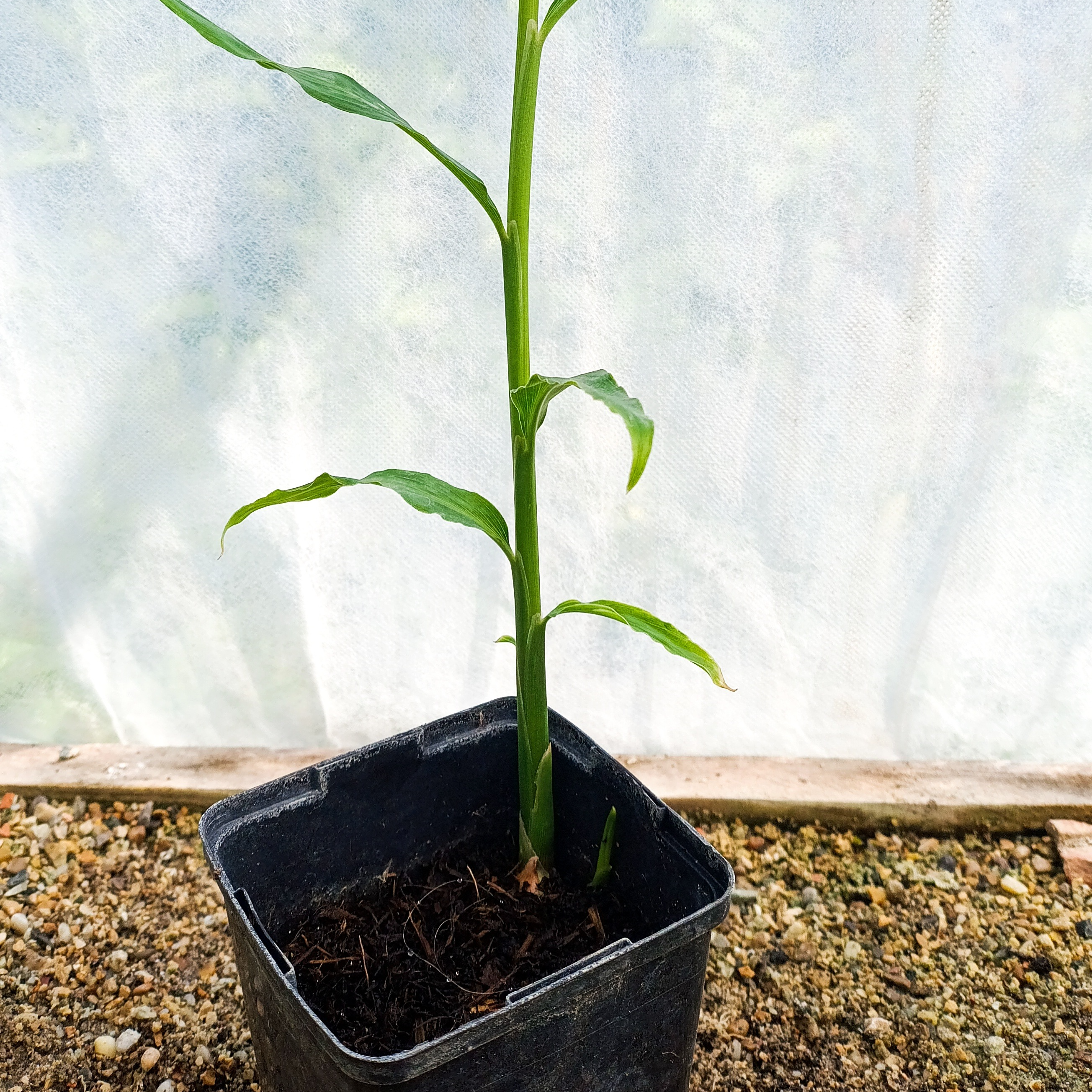 Plant gingembre