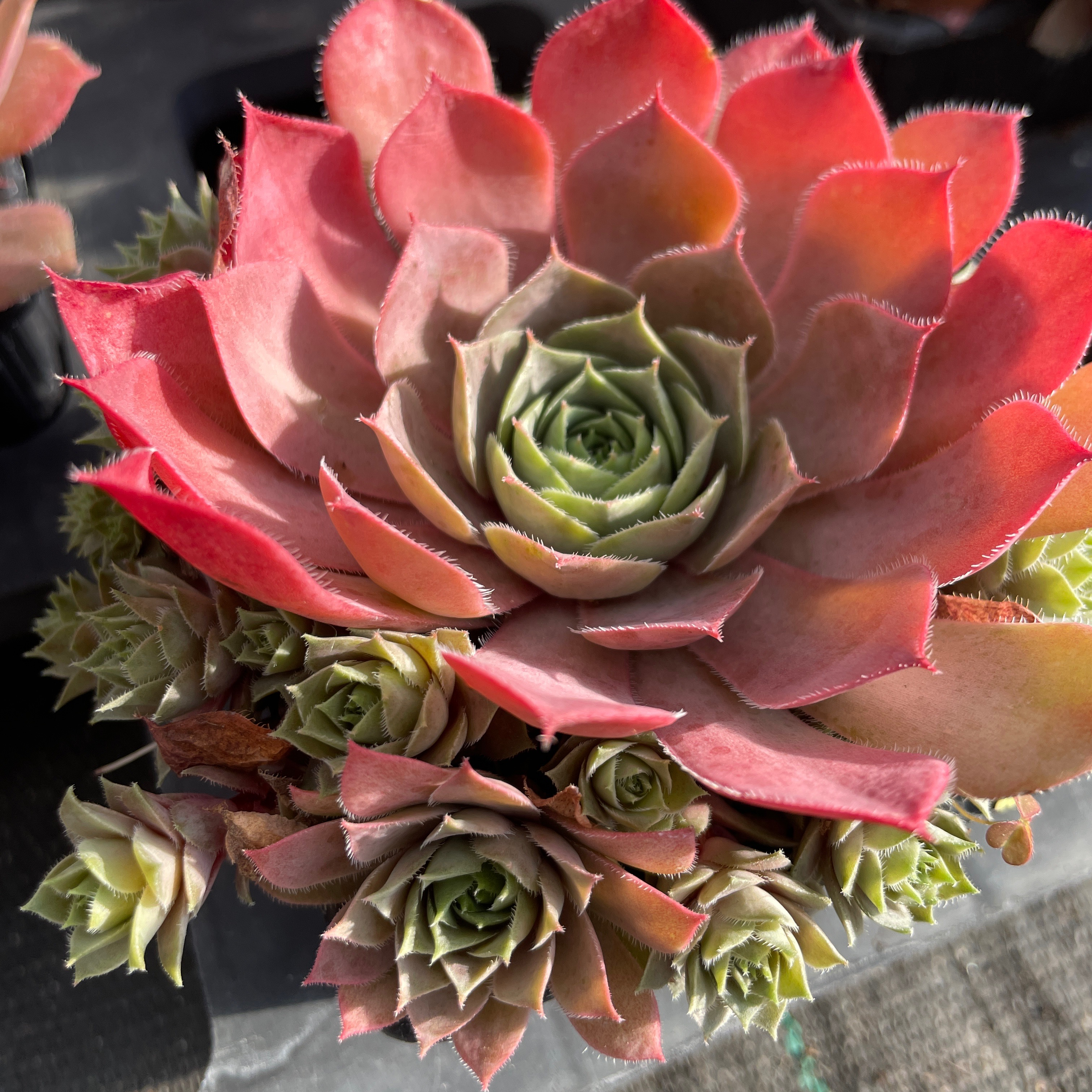 Sempervivum 'Silver and Pink'