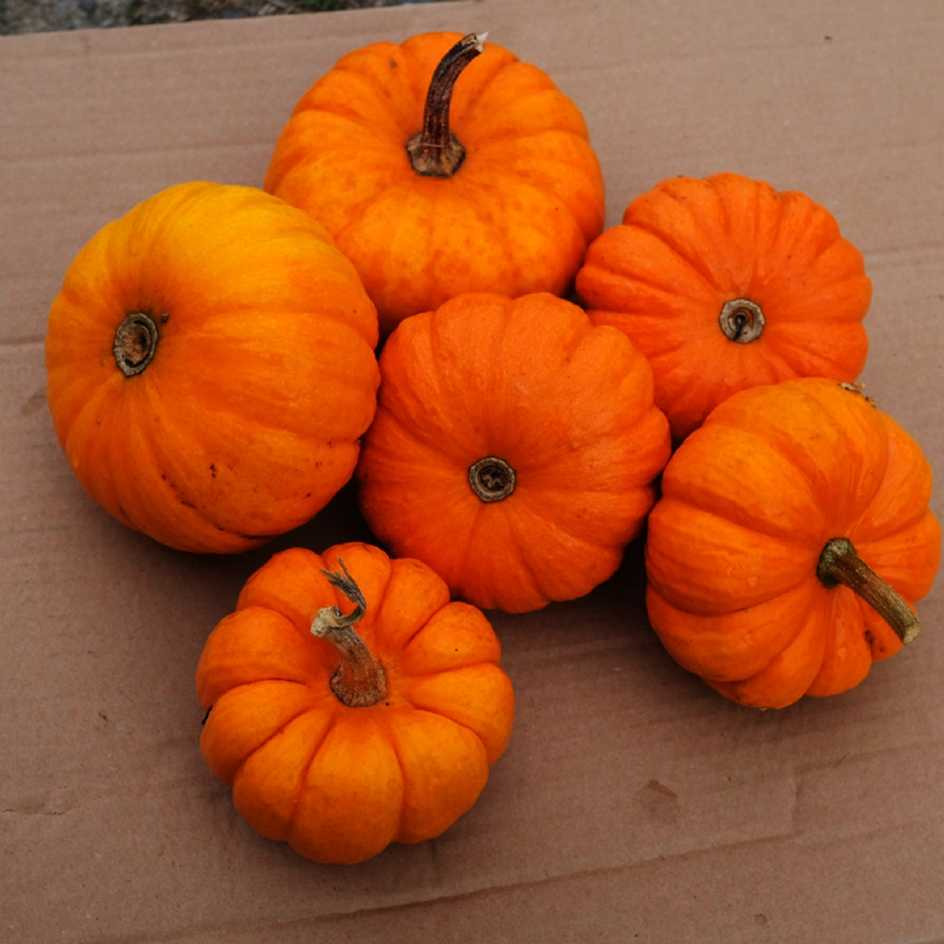Courge Jack Be Little B - 0,2kg