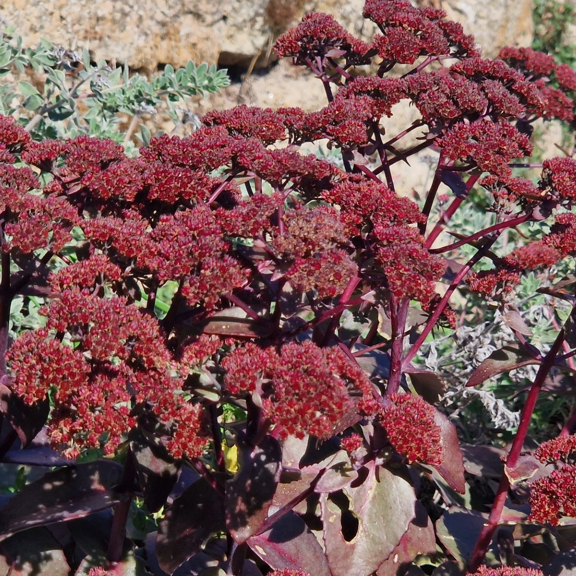 Sedum Xenox