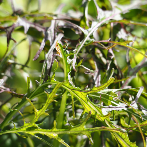 JEUNES POUSSES Mizuna rouge Bio