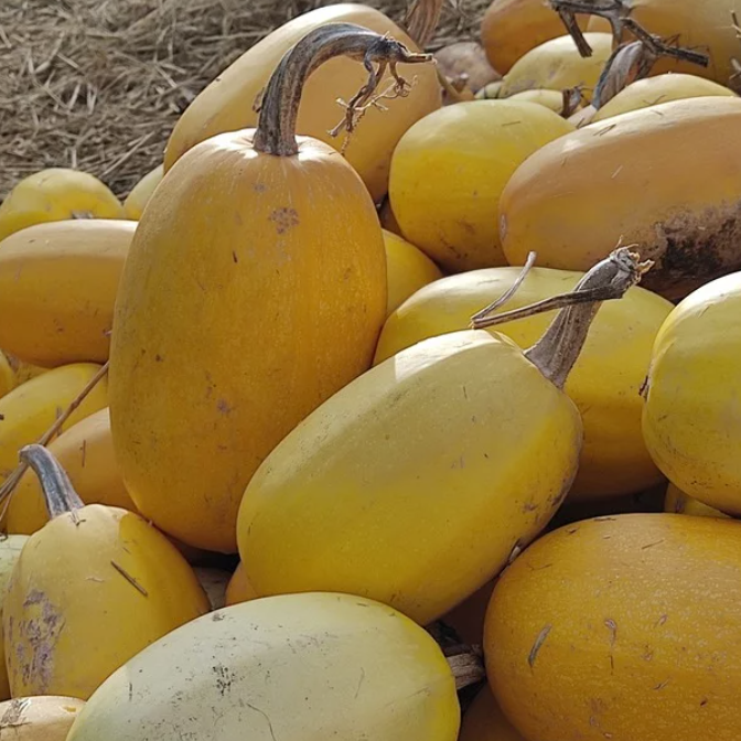 Courge Spaghetti - 3kg
