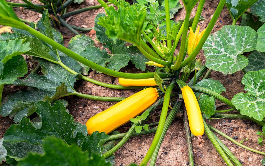 Plants De Courgettes Jaunes