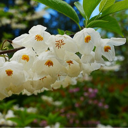 Arbre aux clochettes d'argent