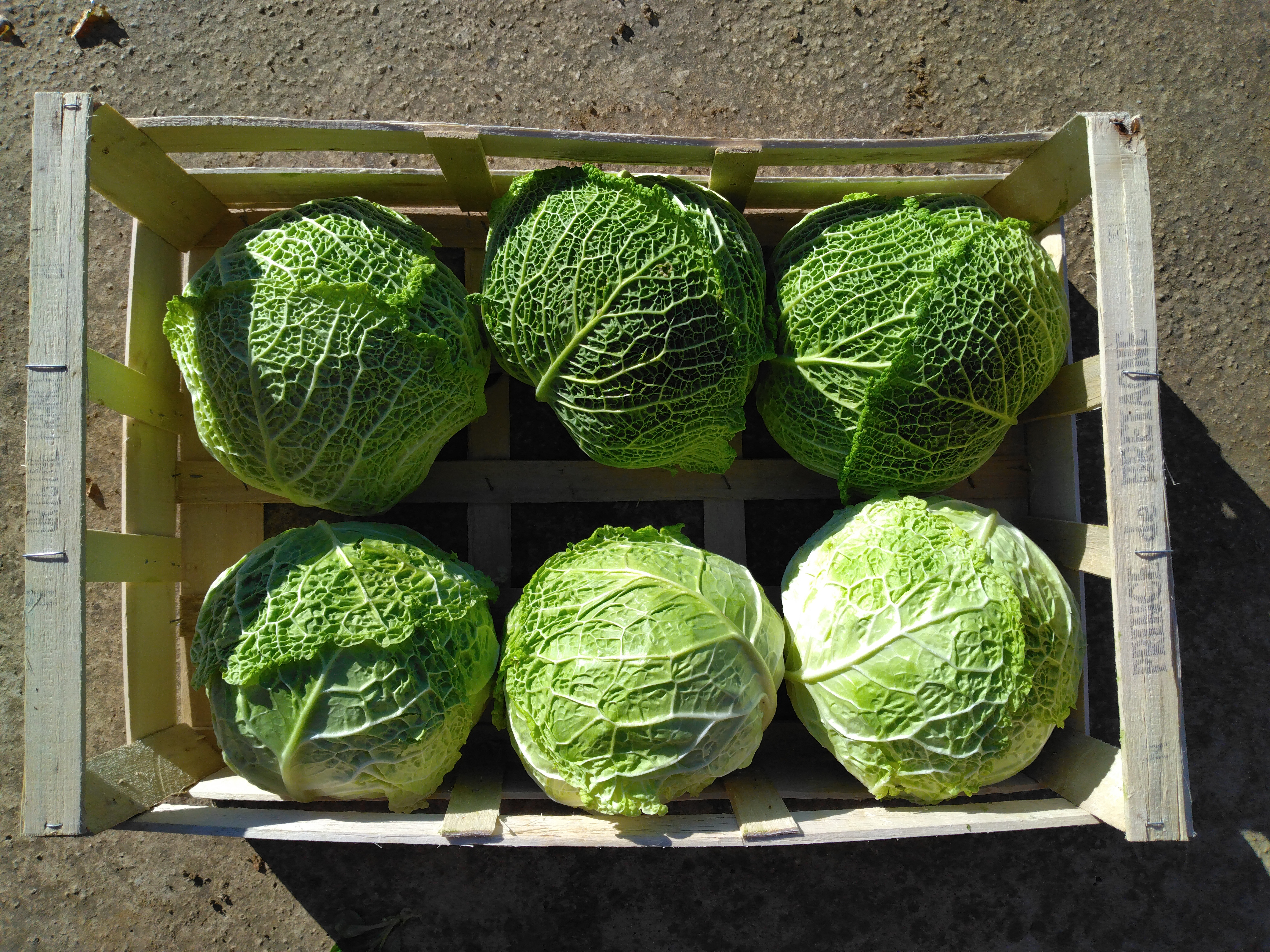 Choux frisés