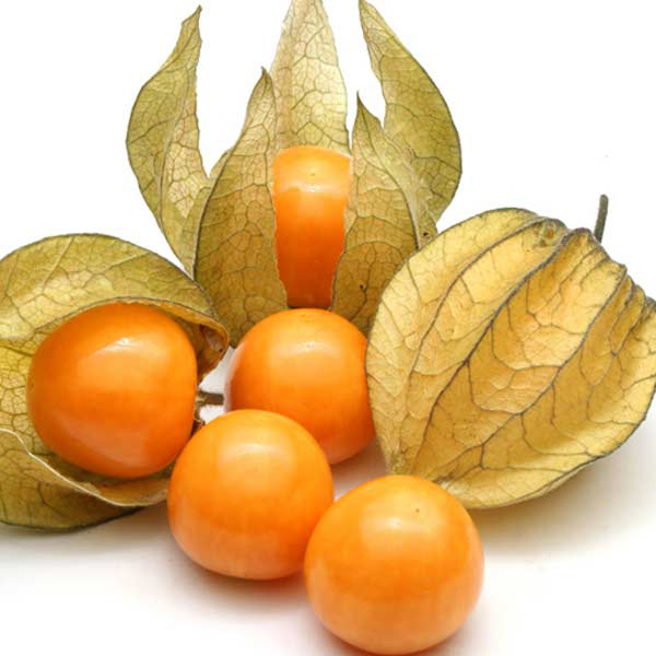 PHYSALIS COQUERET DU PEROU