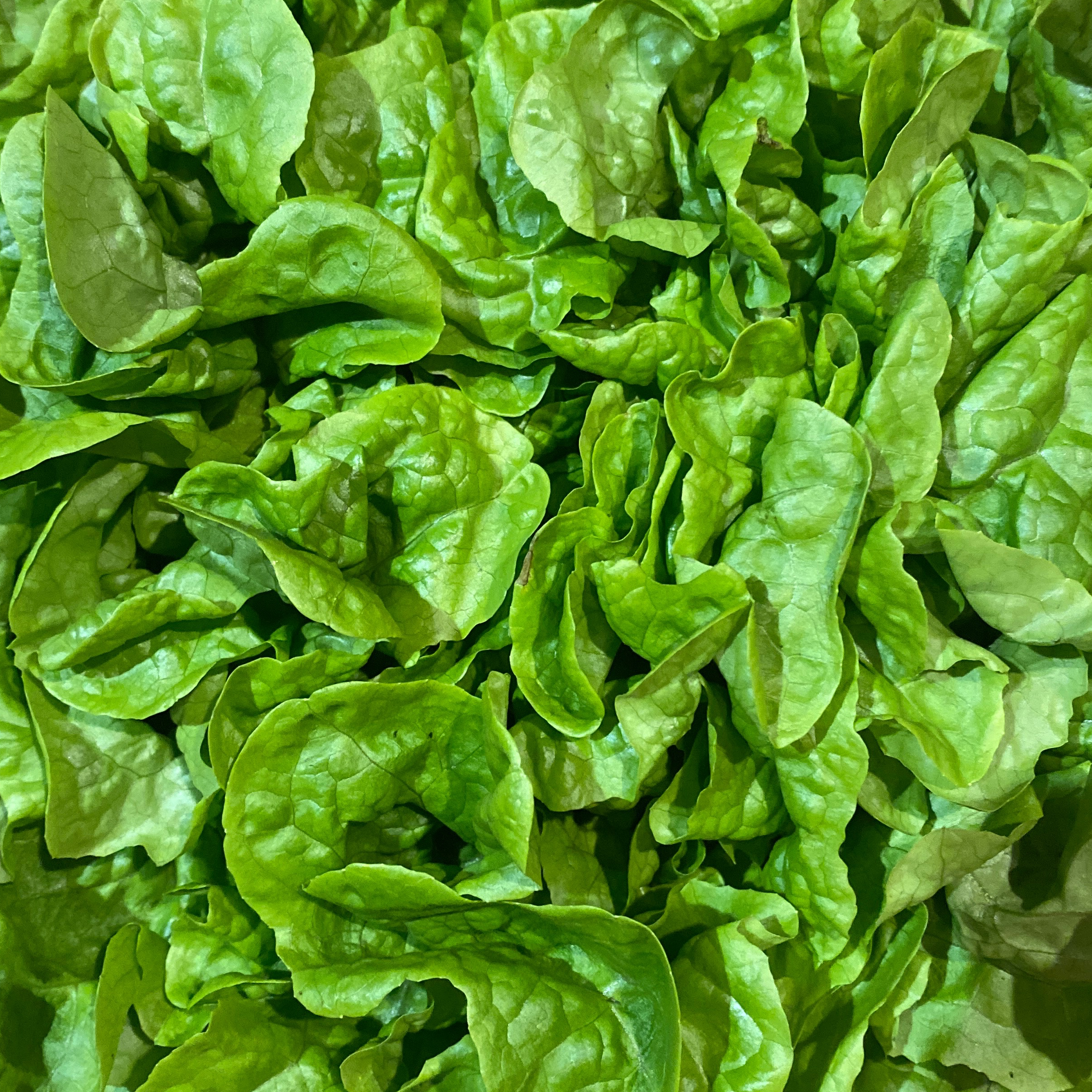 Salade feuille de chêne blonde