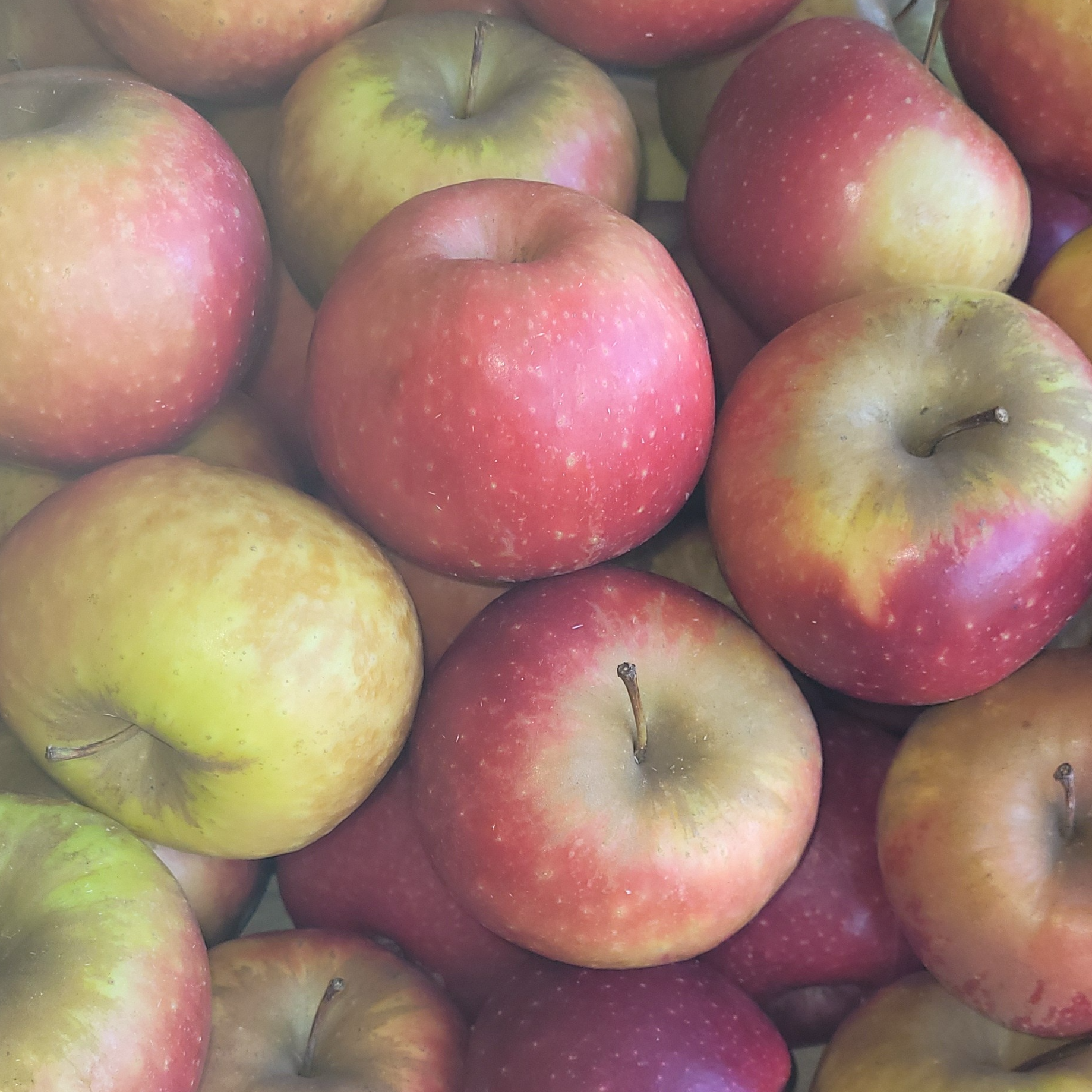POMME dalinette