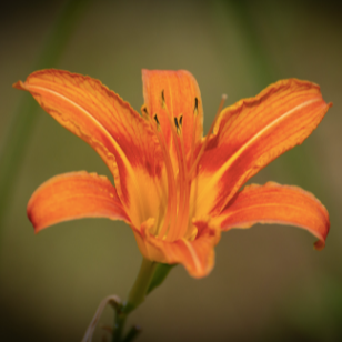 Fleurs - Hemerocalles