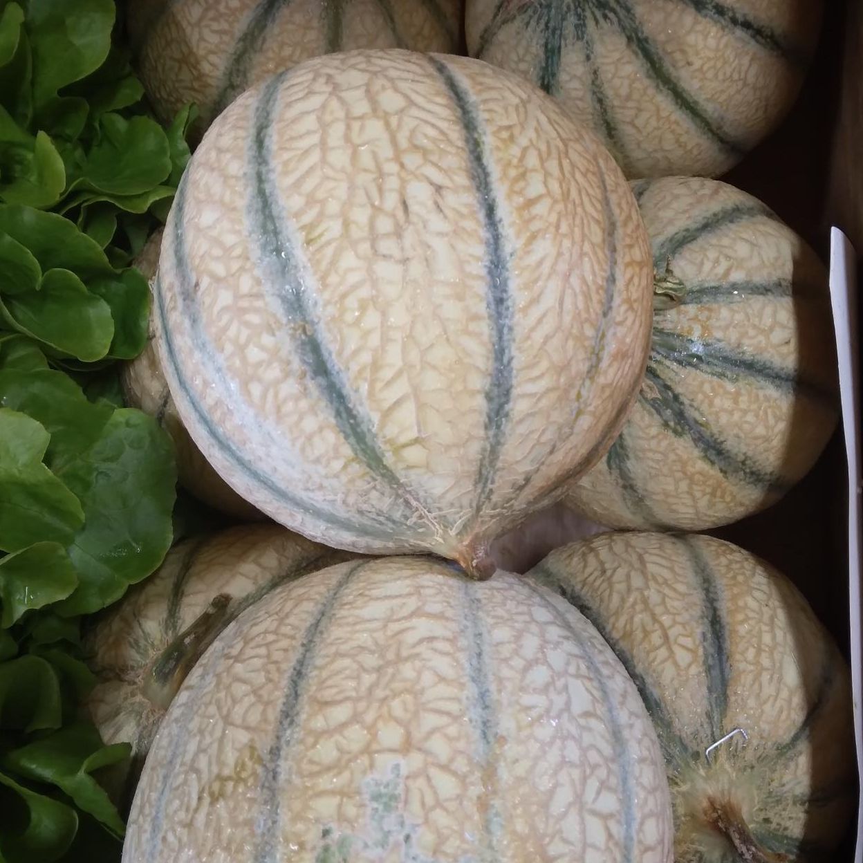 Melon