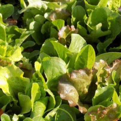 Mesclun jeunes pousses de salade PROMO (sachet de 500g)