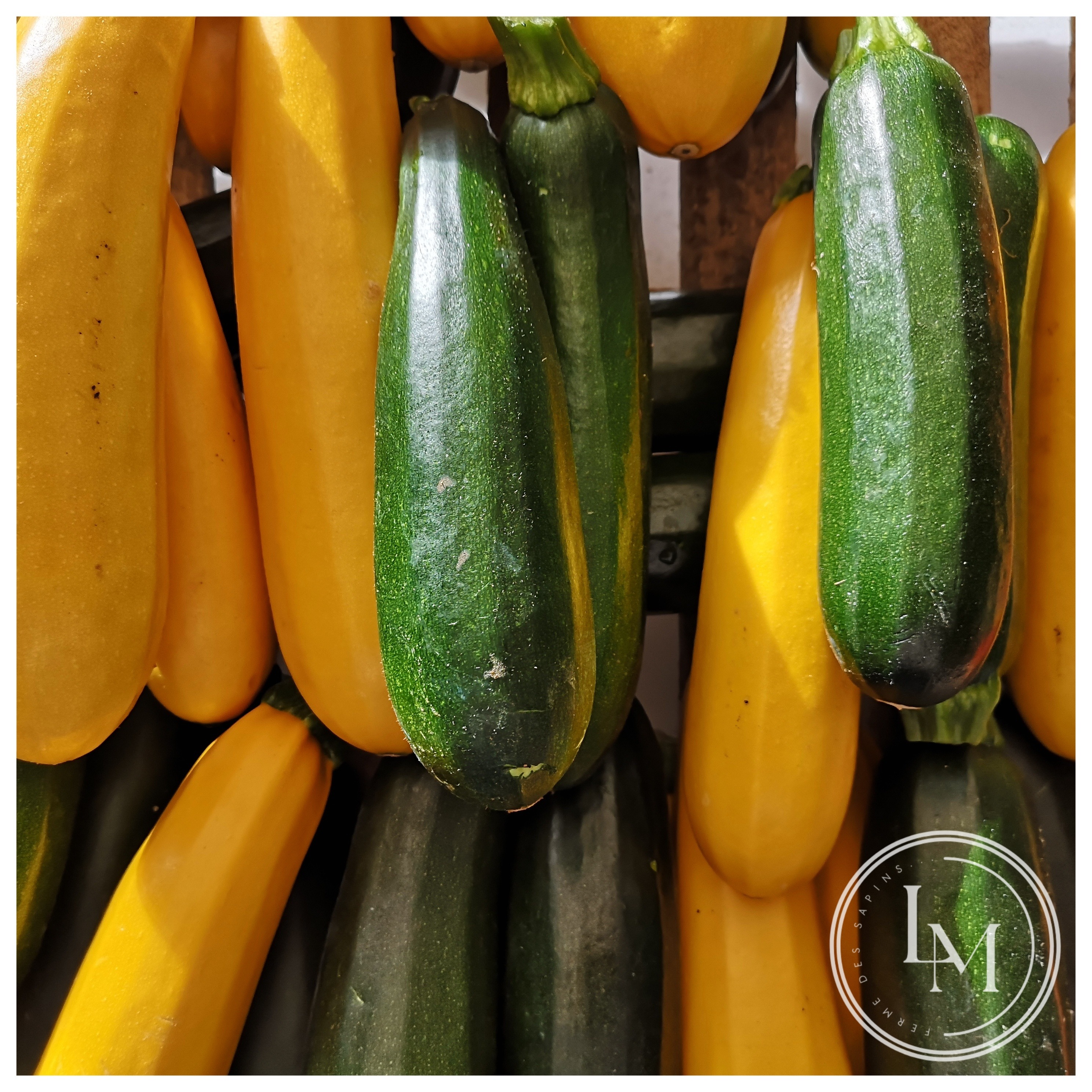 Courgettes panachées - vertes / jaunes (kg)