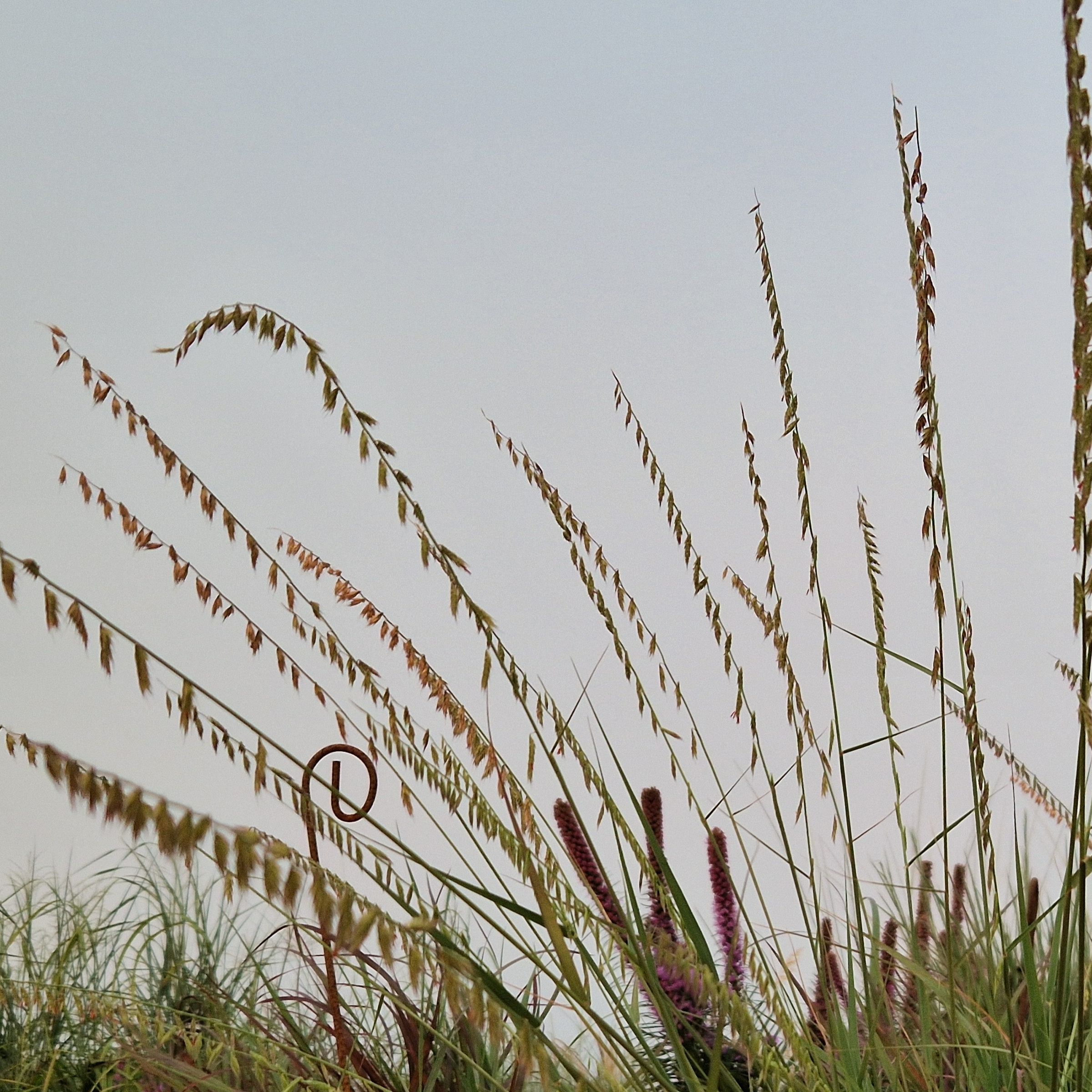 Bouteloua curtipendula
